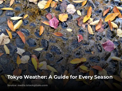 Tokyo Weather: A Guide for Every Season