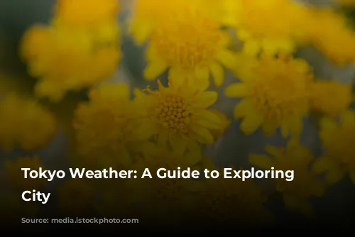 Tokyo Weather: A Guide to Exploring the City