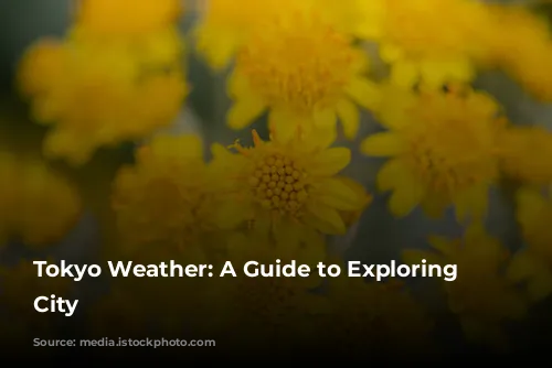 Tokyo Weather: A Guide to Exploring the City