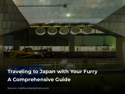 Traveling to Japan with Your Furry Friend: A Comprehensive Guide