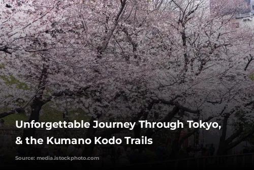 Unforgettable Journey Through Tokyo, Osaka & the Kumano Kodo Trails