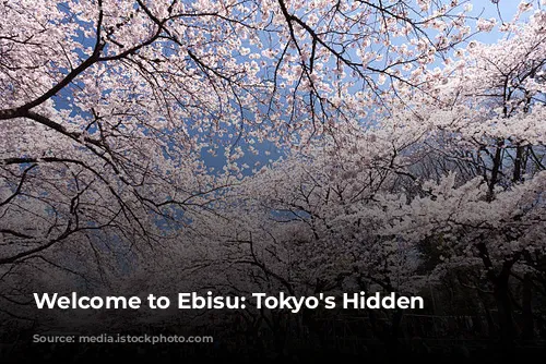 Welcome to Ebisu: Tokyo's Hidden Gem