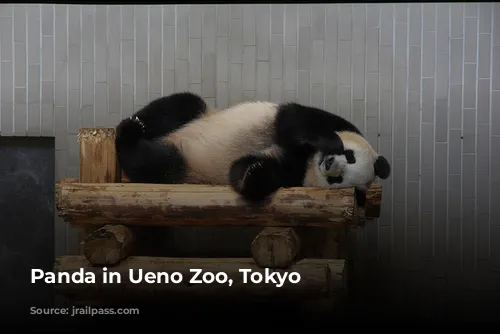 Panda in Ueno Zoo, Tokyo