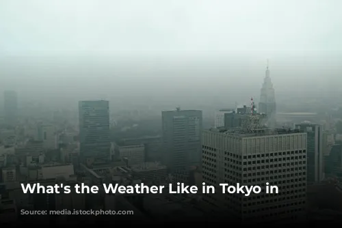 What's the Weather Like in Tokyo in January?