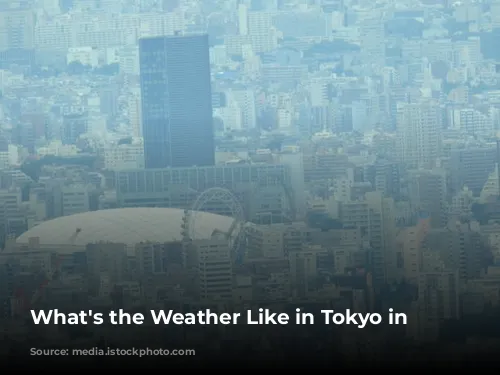 What's the Weather Like in Tokyo in January?