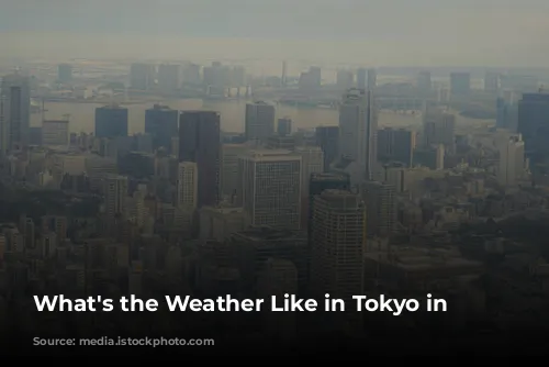 What's the Weather Like in Tokyo in January?