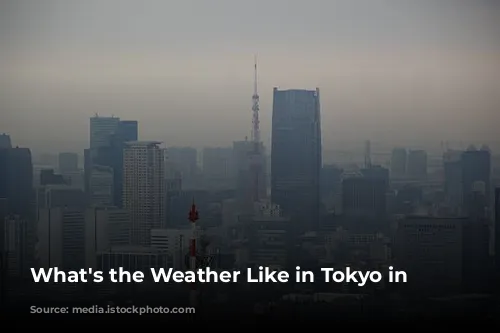 What's the Weather Like in Tokyo in January?