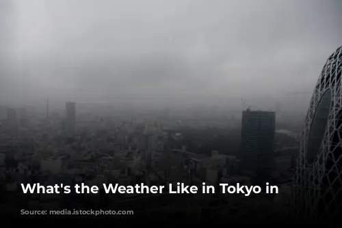 What's the Weather Like in Tokyo in January?