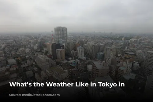 What's the Weather Like in Tokyo in January?