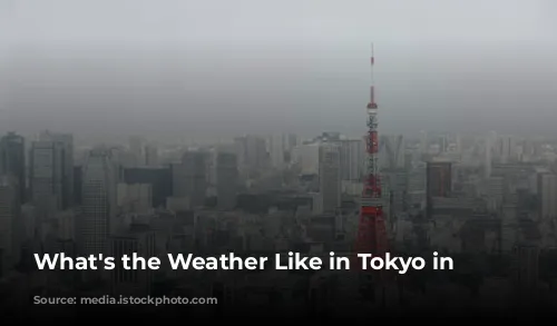 What's the Weather Like in Tokyo in January?