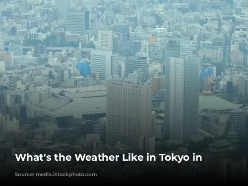 What's the Weather Like in Tokyo in January?