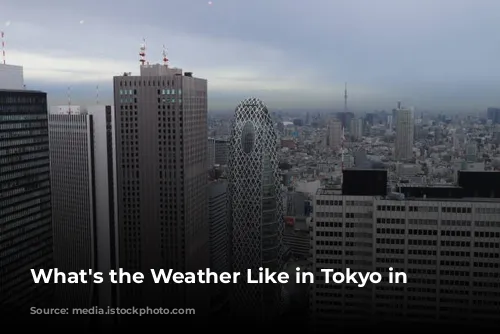 What's the Weather Like in Tokyo in January?