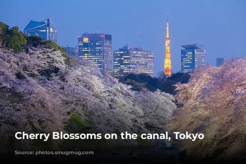 Cherry Blossoms on the canal, Tokyo