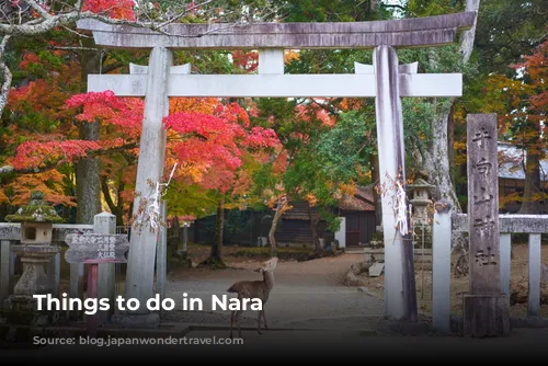 Things to do in Nara