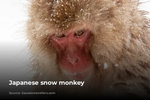 Japanese snow monkey