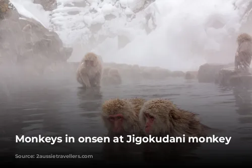 Monkeys in onsen at Jigokudani monkey park