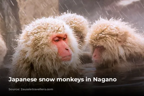 Japanese snow monkeys in Nagano