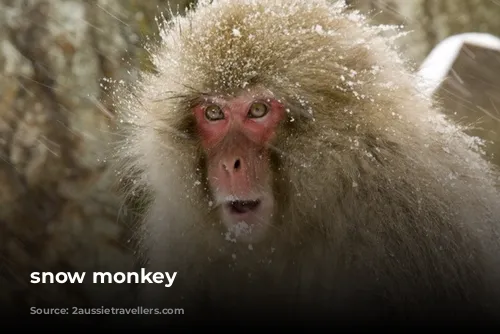 snow monkey