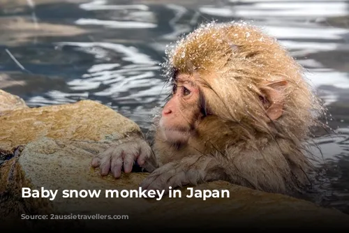 Baby snow monkey in Japan