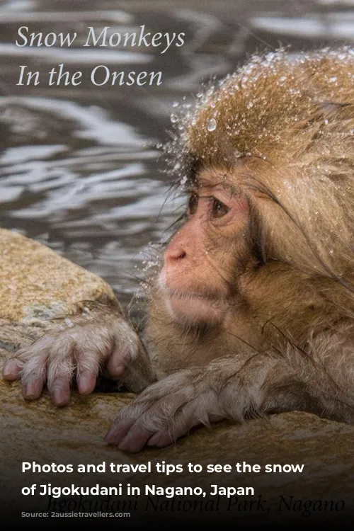 Photos and travel tips to see the snow monkeys of Jigokudani in Nagano, Japan