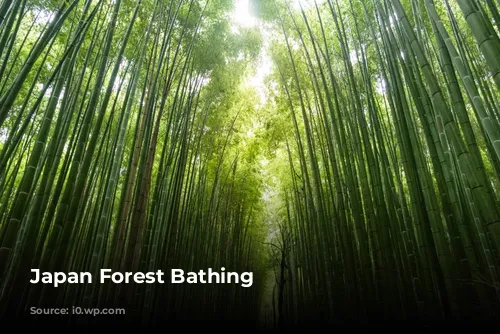 Japan Forest Bathing 