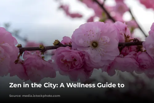 Zen in the City: A Wellness Guide to Tokyo