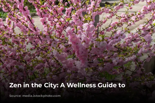 Zen in the City: A Wellness Guide to Tokyo